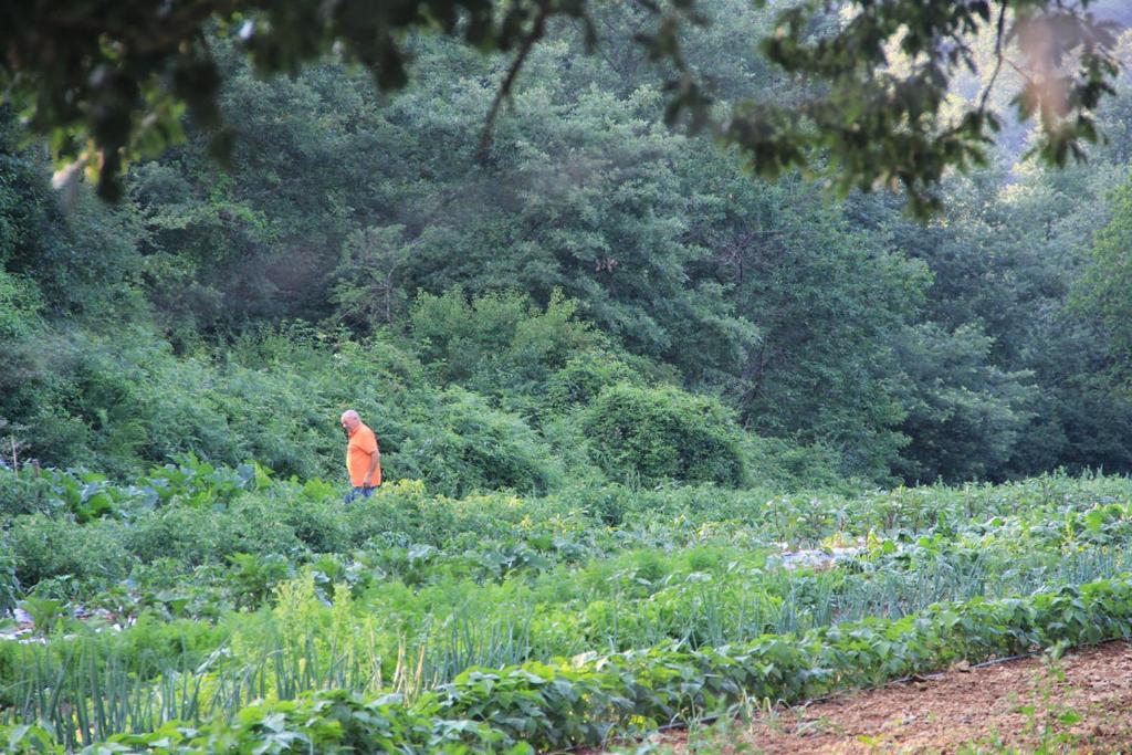 Bio Agriturismo Aia Del Tufo Sorano  Eksteriør bilde